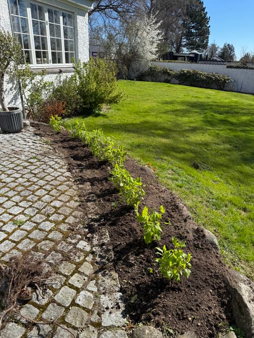 Nyplantet bed og brostensbelægning