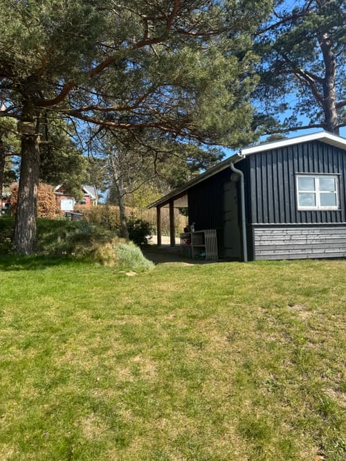 Fyrretræer og plænepleje ved sommerhus