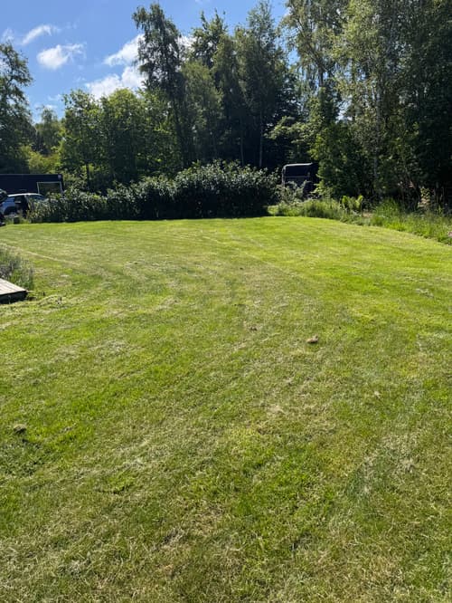 Nyslået græsplæne på solskinsdag