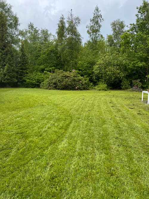 Klippet plæne med rhododendron og buske